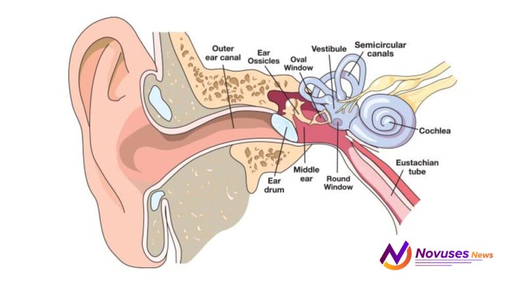 medication for clogged ear